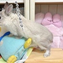 うさぎのルリとハムスターのプリン(1/17追記)