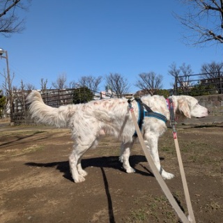 GUNDOG RESCUE CACI 活動ブログ