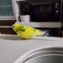 爪切り（備忘録）