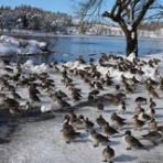 メキシカンふらいやぁ