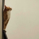 ちゅ、いらない