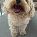 トリミングのお客様🐶