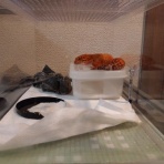 今日もテキトーに