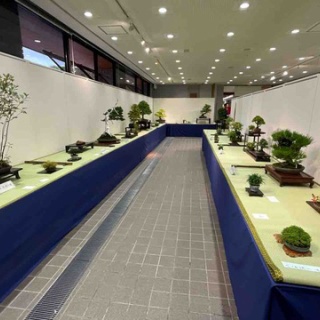 雨竹 盆栽 水石 便り