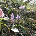 ひぃちゃんとゆきちゃんのうきうき山歩き