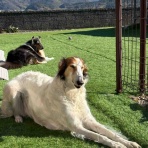 サマジニのいる生活Samajini Diary