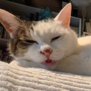 眠いんだけど、うまく寝られない