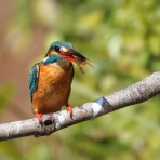 おじさんの小さな冒険
