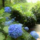 『明月院ブルー　３』の画像