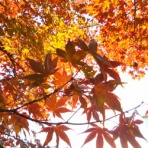 英会話OES オフィシャルブログ