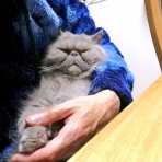”猫おでん”あり〼。