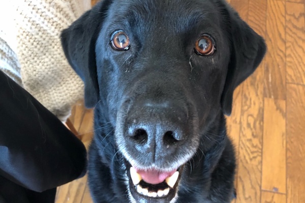 ウチのナマモノ レオ 黒ラブ