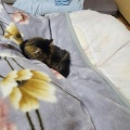 ネコが毛布かぶって寝てる