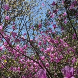 『【近郊／鏡山】鳴谷ルートはミツバツツジの花盛り』の画像