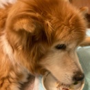 里親様より訃報です