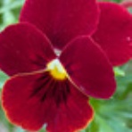 中小企業診断士 鷺山はるこのブログ「Si.Eccolo(スィ，エッコロ)」