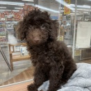仔犬紹介