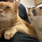 ねこかます