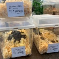 インドネシアワイルド便入荷