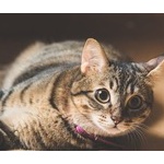 猫飼ってるやつの家ってマジで臭いよな 	