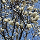 庭のモクレンが満開