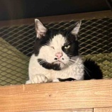 『Muddy Cat 定期便 6/23〜6/28』の画像