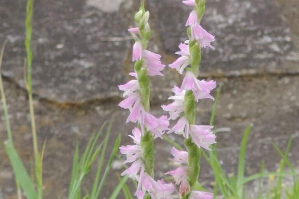 父の植物誌 ネから始まる植物