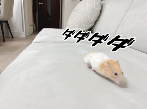 今日のプリン(11/3追記)