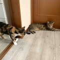 使ってないなら、いただいてもよろしいでしょうかにゃん？