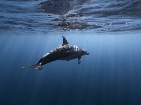 クジラさんの心臓デカすぎwwww