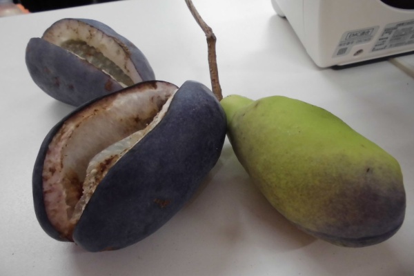 気軽で楽しい 女性だけのフィットネスを始めませんか カーブスダイエー伊勢原