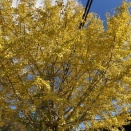 きょうだい児のこと