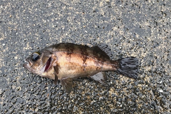ネコ と 魚 夜釣り