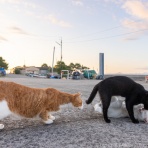 猫写真家・沖 昌之のブログ　野良ねこちゃんねる。　