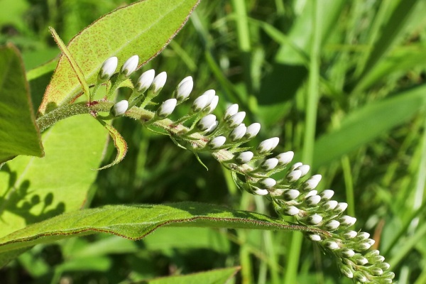 漱石枕流 オカトラノオ属
