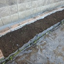 菊培地の準備・クワイの発芽