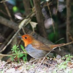 お城と淀川の鳥撮り記