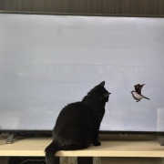 毎日スミちゃんの視線を感じてる