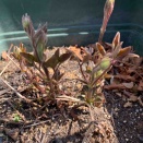 クレマチスに蕾がつきました