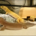 毎月のエサ代もバカにならんな。