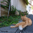 キリっ。
