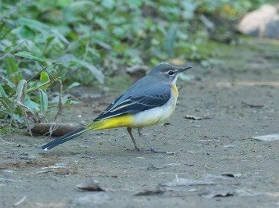 2026年10月9日の野鳥公園