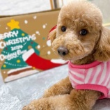 『保護犬トイプードルさん。はじめてのクリスマス🎄✨』の画像