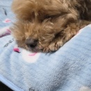たくさん熟睡させてあげる健康法💤🐶💤