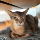 わが家には、ごめん寝のプロがいます