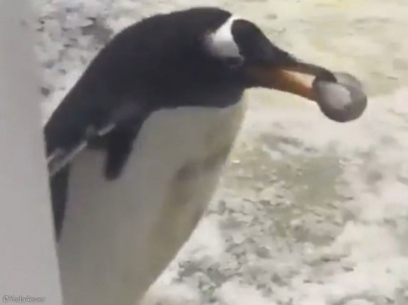 ペンギンは夫婦愛が深いって言うけど…妻から石を盗み出した夫がしたかったこと