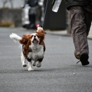 今朝もワイヤーさん！