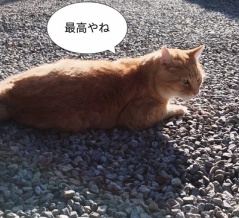 ニコチン中毒者