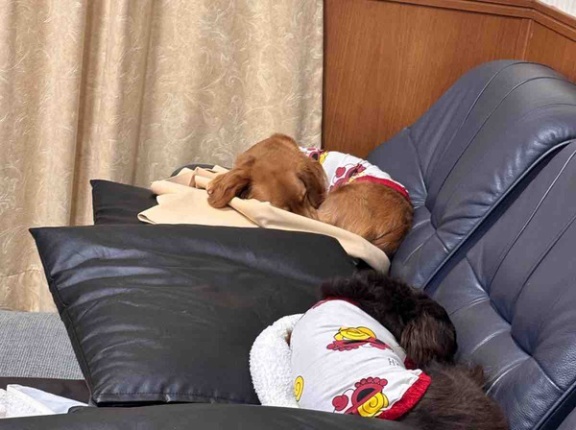 遊び呆ける飼主。