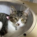 ちょこちょこ後ろをついて歩く♡ 甘えん坊あさりちゃん